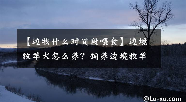 【边牧什么时间段喂食】边境牧羊犬怎么养？饲养边境牧羊犬需要注意的事项是什么？文章配图