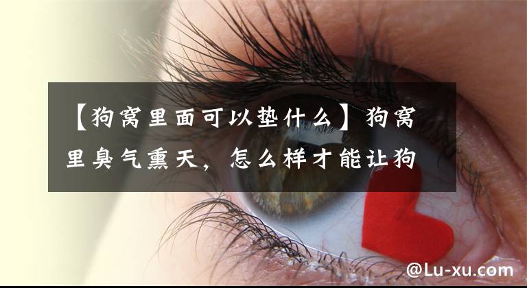 【狗窝里面可以垫什么】狗窝里臭气熏天，怎么样才能让狗窝不臭？文章配图