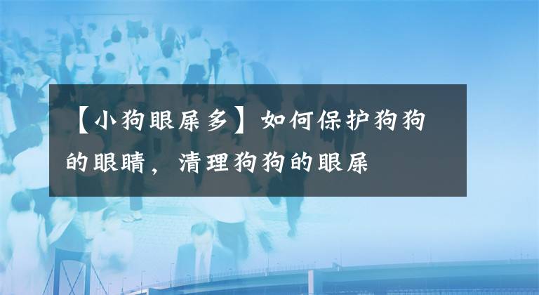 【小狗眼屎多】如何保护狗狗的眼睛，清理狗狗的眼屎