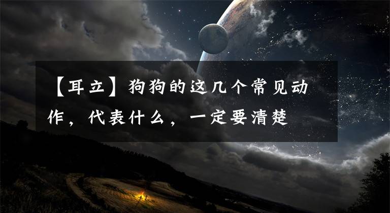 【耳立】狗狗的这几个常见动作，代表什么，一定要清楚