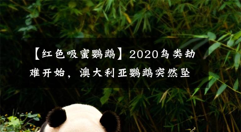 【红色吸蜜鹦鹉】2020鸟类劫难开始，澳大利亚鹦鹉突然坠亡，专家：通过社交传播！