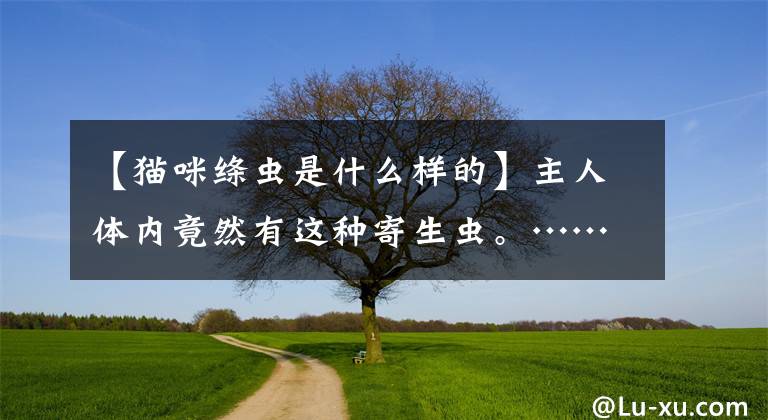 【猫咪绦虫是什么样的】主人体内竟然有这种寄生虫。……。文章配图