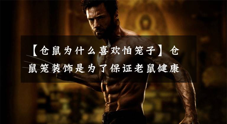 【仓鼠为什么喜欢怕笼子】仓鼠笼装饰是为了保证老鼠健康成长，这种安全危险主人必须注意文章配图
