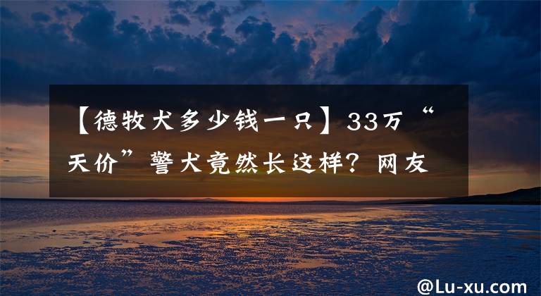 【德牧犬多少钱一只】33万“天价”警犬竟然长这样？网友：连舌苔都那么健康…