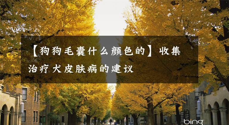 【狗狗毛囊什么颜色的】收集治疗犬皮肤病的建议文章配图