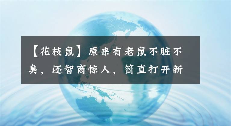 【花枝鼠】原来有老鼠不脏不臭，还智商惊人，简直打开新世界大门