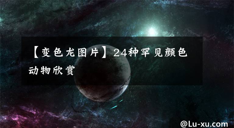 【变色龙图片】24种罕见颜色动物欣赏