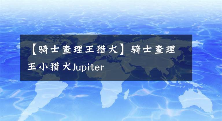 【骑士查理王猎犬】骑士查理王小猎犬Jupiter