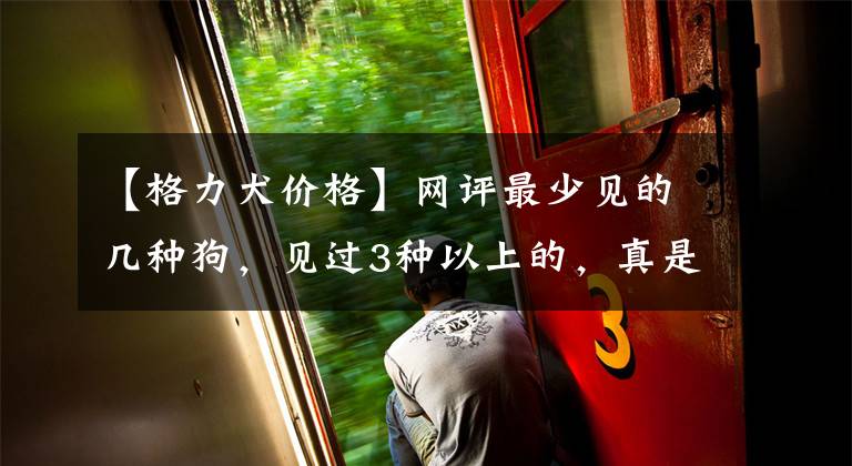 【格力犬价格】网评最少见的几种狗，见过3种以上的，真是牛人文章配图