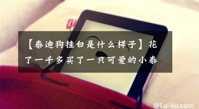 【泰迪狗挂白是什么样子】花了一千多买了一只可爱的小泰迪，回家后朋友都说我被坑惨了..文章配图