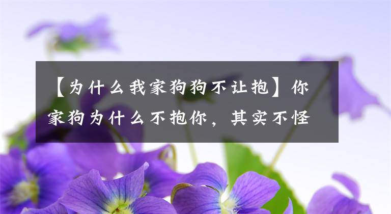 【为什么我家狗狗不让抱】你家狗为什么不抱你，其实不怪狗，只怪主人做了这几件事文章配图