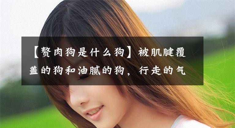 【赘肉狗是什么狗】被肌腱覆盖的狗和油腻的狗，行走的气场是不同的！文章配图