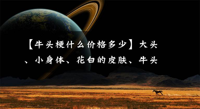 【牛头梗什么价格多少】大头、小身体、花白的皮肤、牛头梗也有可爱的一面文章配图