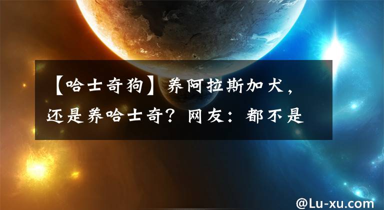 【哈士奇狗】养阿拉斯加犬，还是养哈士奇？网友：都不是省油的灯