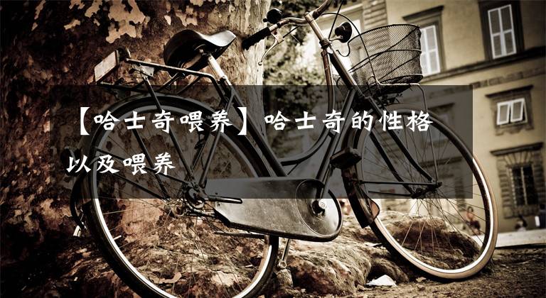 【哈士奇喂养】哈士奇的性格以及喂养文章配图