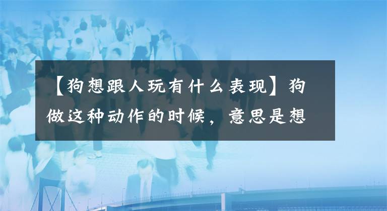 【狗想跟人玩有什么表现】狗做这种动作的时候，意思是想和你玩。文章配图