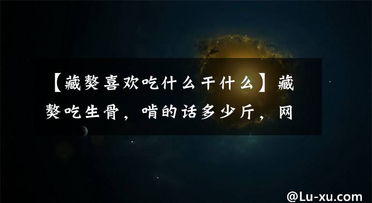 【藏獒喜欢吃什么干什么】藏獒吃生骨，啃的话多少斤，网友一看就不能继续养！文章配图