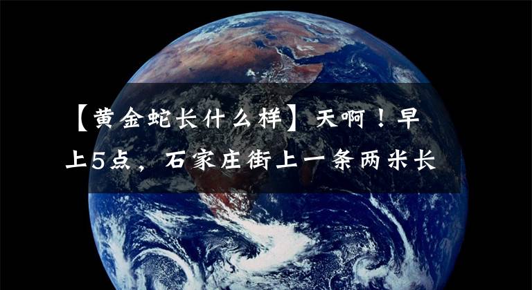 【黄金蛇长什么样】天啊！早上5点，石家庄街上一条两米长的黄金蟒蛇吓了一跳。