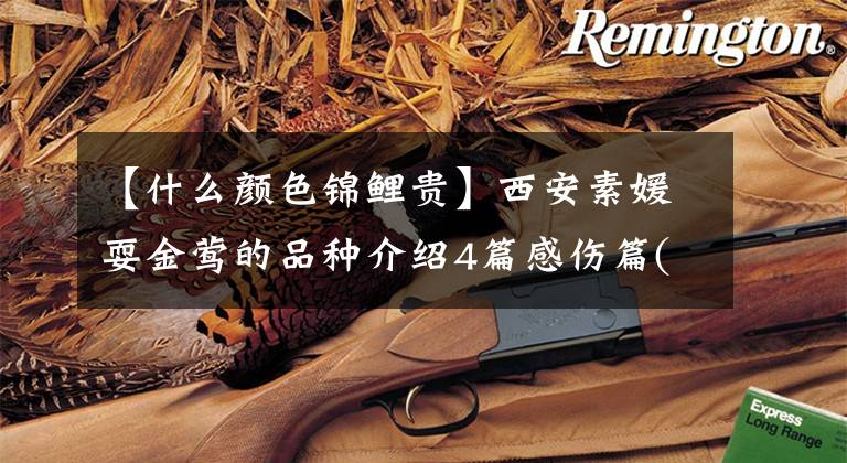 【什么颜色锦鲤贵】西安素媛耍金莺的品种介绍4篇感伤篇(浅黄、孔雀、五彩)文章配图