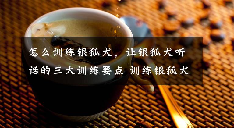 怎么训练银狐犬，让银狐犬听话的三大训练要点 训练银狐犬的方法文章配图