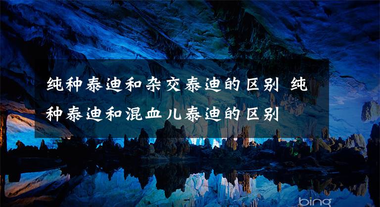 纯种泰迪和杂交泰迪的区别 纯种泰迪和混血儿泰迪的区别文章配图