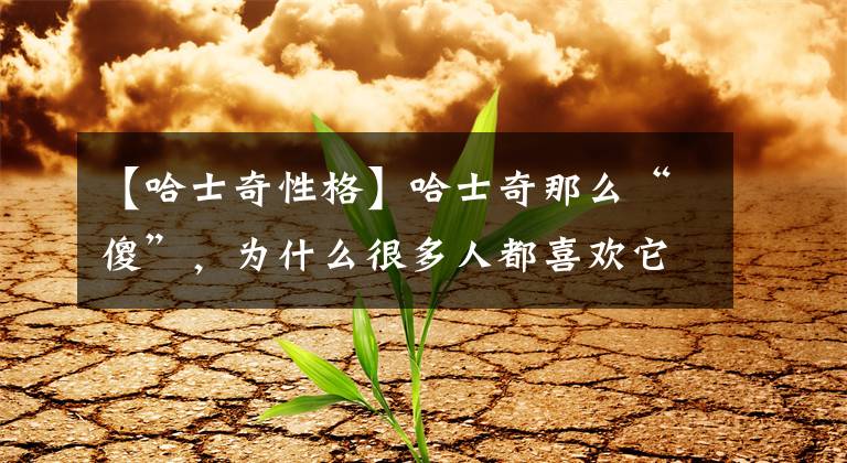 【哈士奇性格】哈士奇那么“傻”，为什么很多人都喜欢它？文章配图