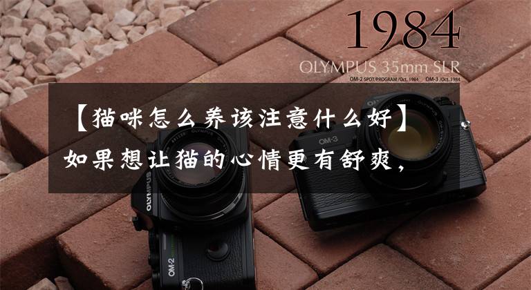 【猫咪怎么养该注意什么好】如果想让猫的心情更有舒爽，剪屎官可以试试这五只猫的养猫技巧。文章配图
