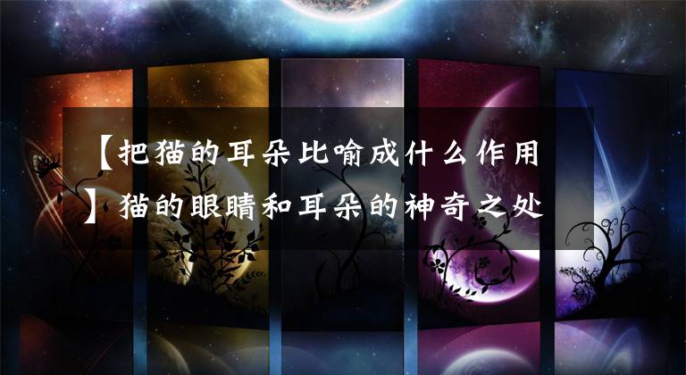 【把猫的耳朵比喻成什么作用】猫的眼睛和耳朵的神奇之处文章配图