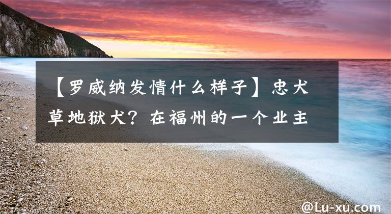 【罗威纳发情什么样子】忠犬草地狱犬？在福州的一个业主别墅区被撕掉了。文章配图