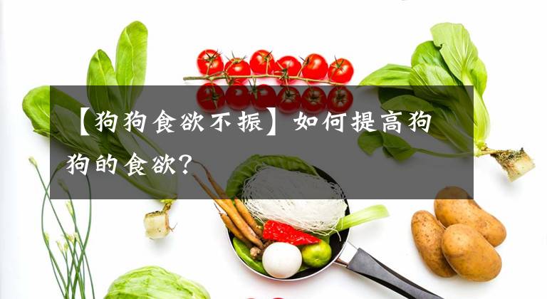 【狗狗食欲不振】如何提高狗狗的食欲？