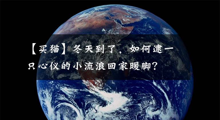 【买猫】冬天到了，如何逮一只心仪的小流浪回家暖脚？