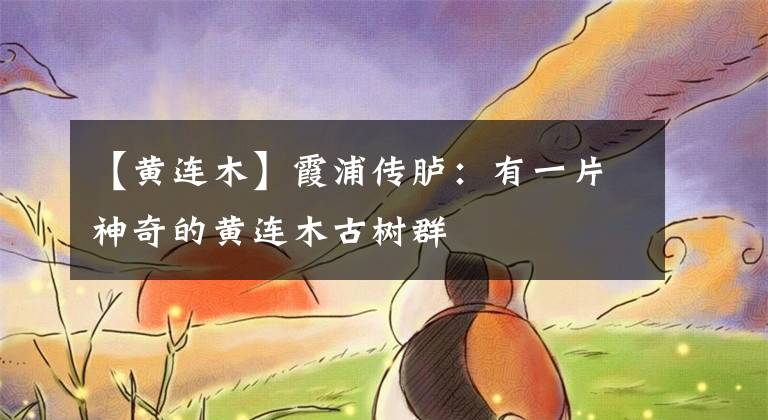 【黄连木】霞浦传胪：有一片神奇的黄连木古树群