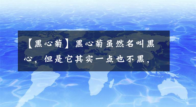 【黑心菊】黑心菊虽然名叫黑心，但是它其实一点也不黑，它的花语是公平正义！