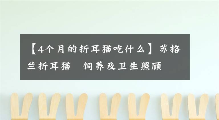 【4个月的折耳猫吃什么】苏格兰折耳猫   饲养及卫生照顾文章配图