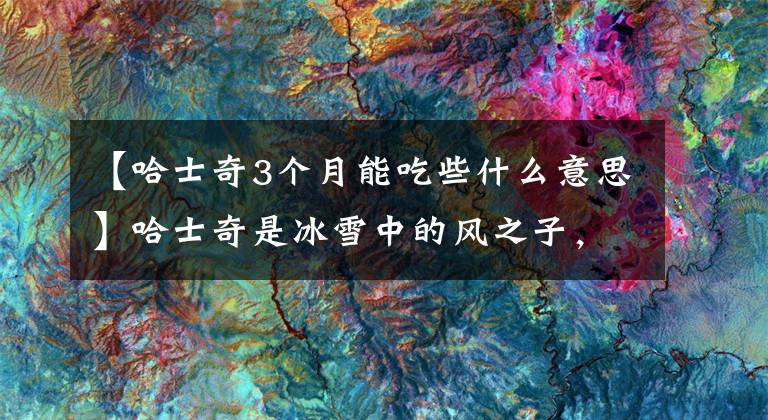 【哈士奇3个月能吃些什么意思】哈士奇是冰雪中的风之子，要想把它养好，需要知道什么知识？文章配图