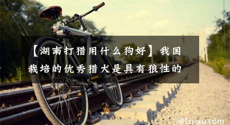 【湖南打猎用什么狗好】我国栽培的优秀猎犬是具有狼性的西南山地犬文章配图