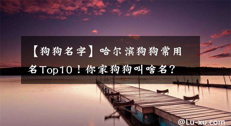 【狗狗名字】哈尔滨狗狗常用名Top10！你家狗狗叫啥名？