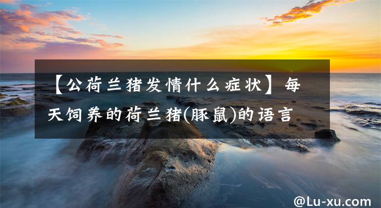 【公荷兰猪发情什么症状】每天饲养的荷兰猪(豚鼠)的语言行为意味着什么？文章配图