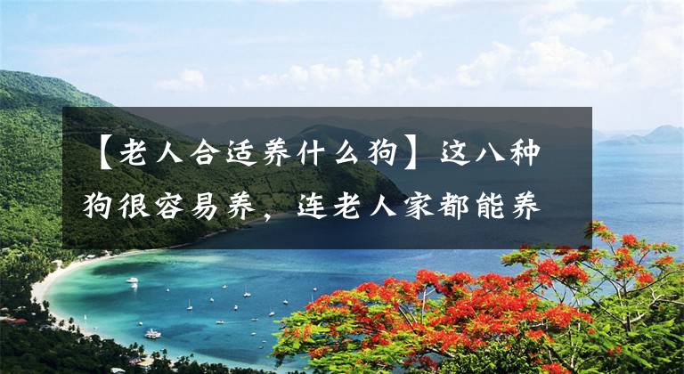 【老人合适养什么狗】这八种狗很容易养，连老人家都能养。尤其是最后这种狗！文章配图