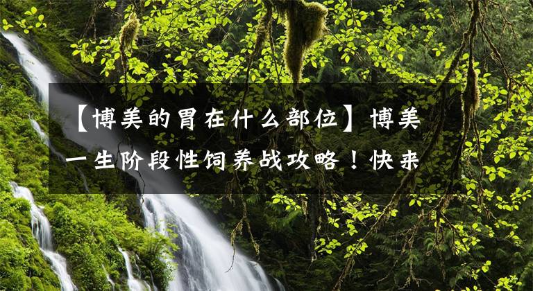 【博美的胃在什么部位】博美一生阶段性饲养战攻略！快来了解一下文章配图