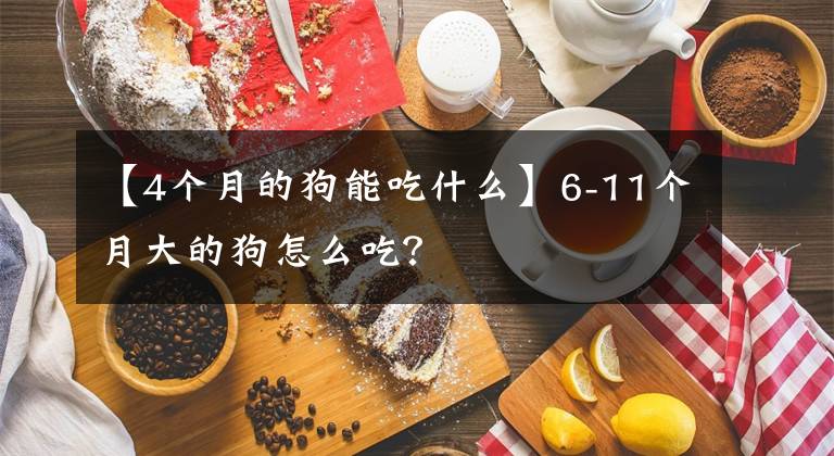 【4个月的狗能吃什么】6-11个月大的狗怎么吃？文章配图