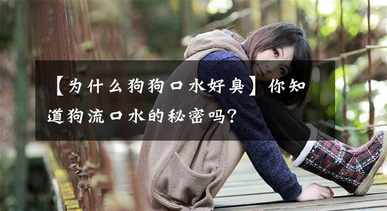 【为什么狗狗口水好臭】你知道狗流口水的秘密吗？文章配图