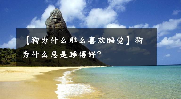 【狗为什么那么喜欢睡觉】狗为什么总是睡得好？文章配图