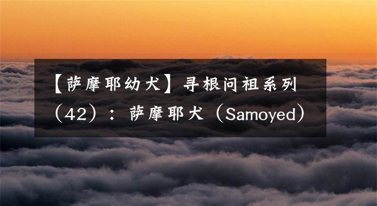 【萨摩耶幼犬】寻根问祖系列（42）：萨摩耶犬（Samoyed）