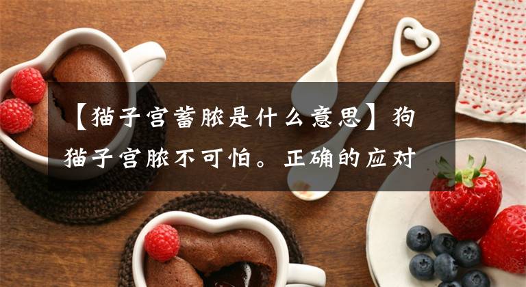 【猫子宫蓄脓是什么意思】狗猫子宫脓不可怕。正确的应对是关键文章配图