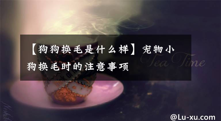 【狗狗换毛是什么样】宠物小狗换毛时的注意事项文章配图