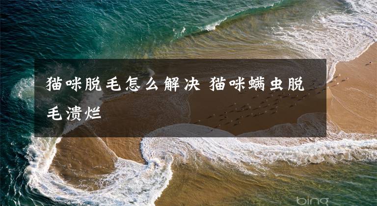 猫咪脱毛怎么解决 猫咪螨虫脱毛溃烂文章配图