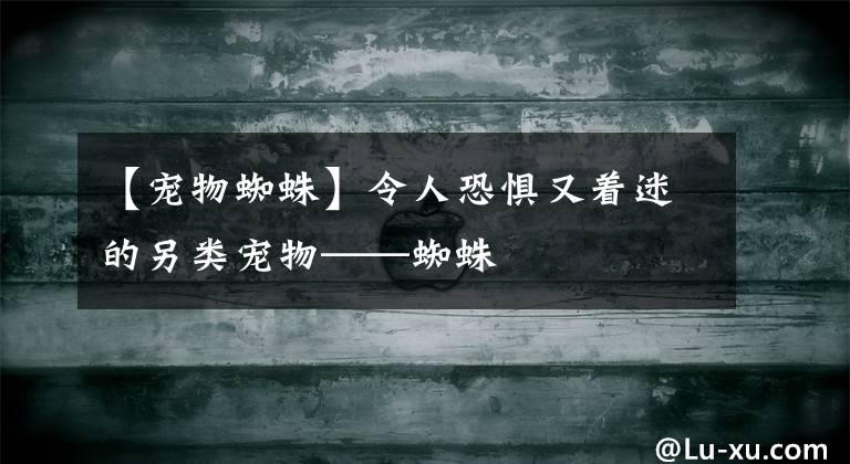 【宠物蜘蛛】令人恐惧又着迷的另类宠物——蜘蛛