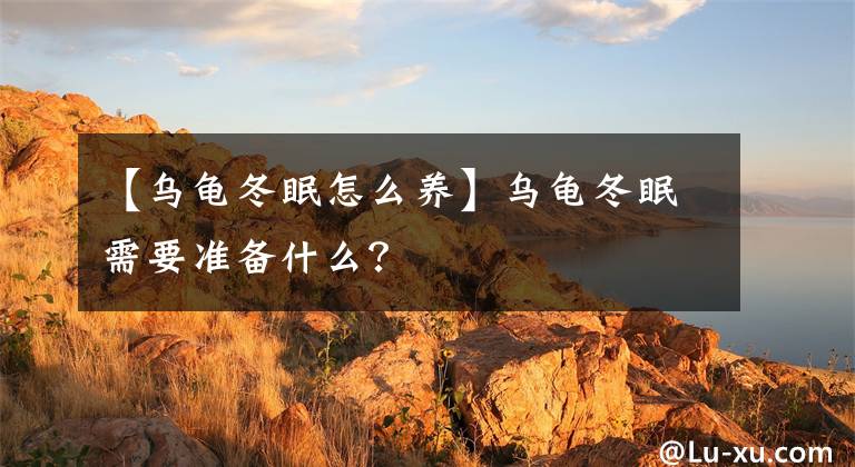 【乌龟冬眠怎么养】乌龟冬眠需要准备什么？