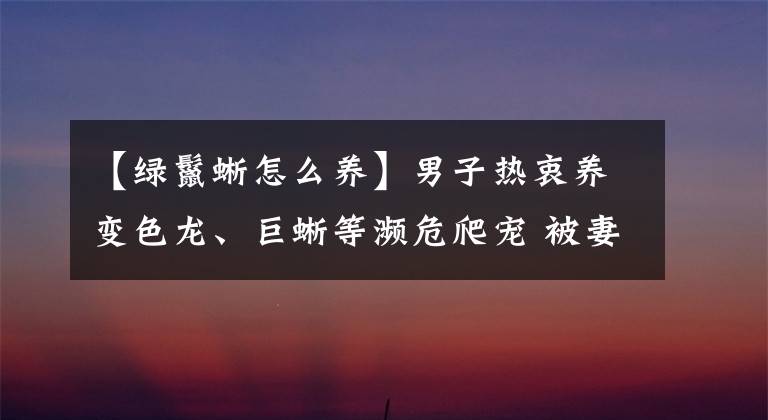 【绿鬣蜥怎么养】男子热衷养变色龙、巨蜥等濒危爬宠 被妻子举报获刑